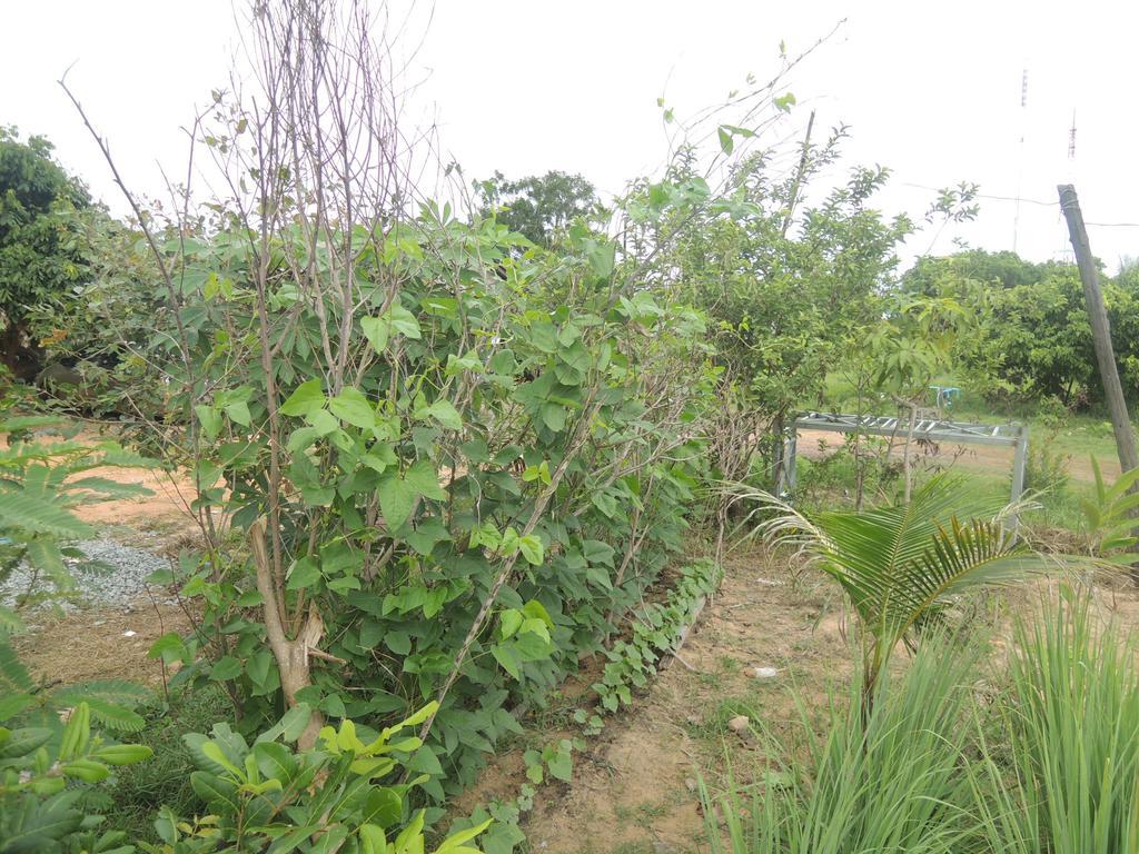 Bunyong Homestay سيام ريب المظهر الخارجي الصورة