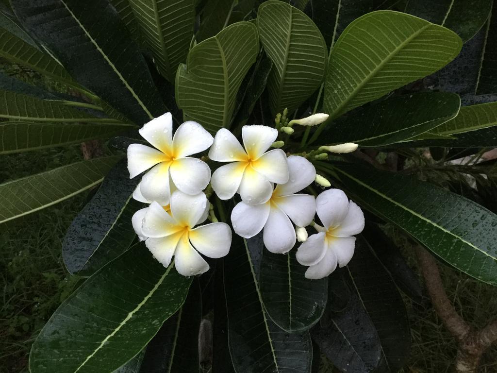 Bunyong Homestay سيام ريب المظهر الخارجي الصورة